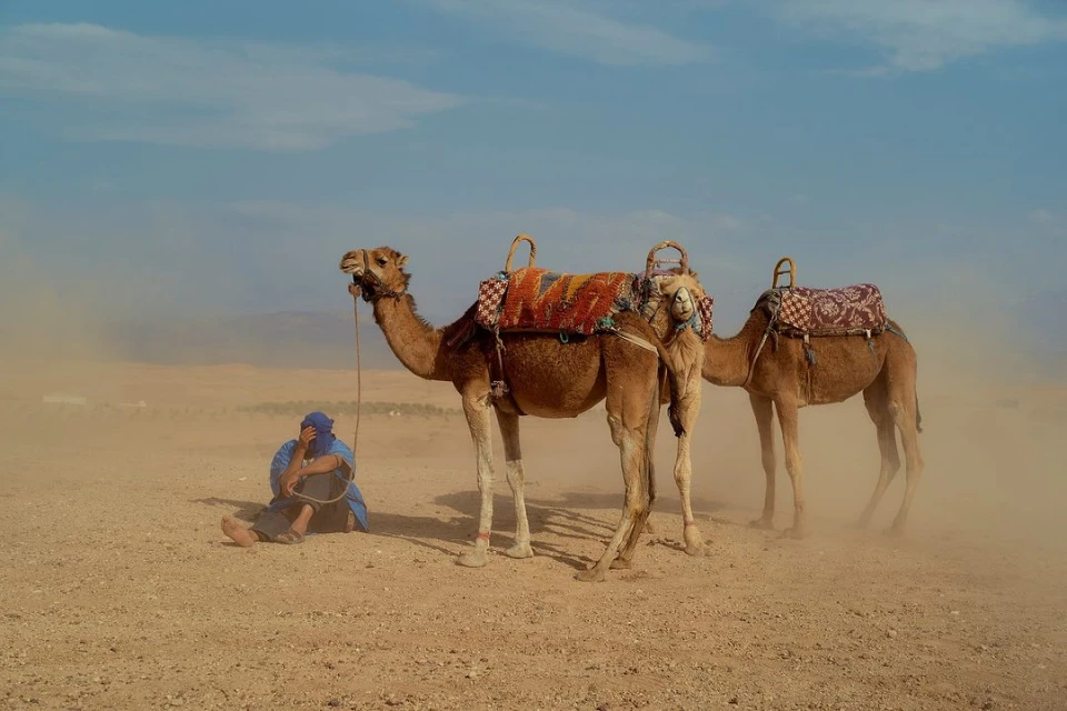 Two dromedary camels wearing saddles standing on a desert landscape with a man sitting next to them under a bright blue sky.