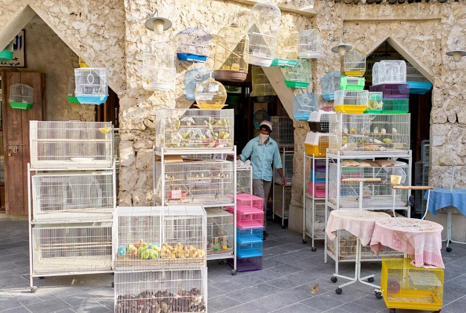 Outdoor bird market with numerous birdcages, displaying colorful birds, and a shopkeeper wearing a face mask in front of a stone building.