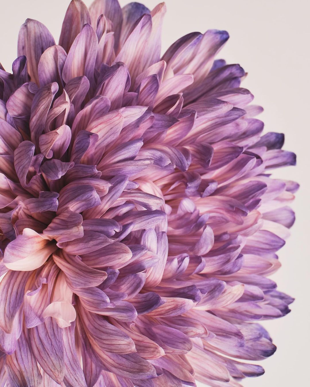Close-up of a dahlia flower featuring layers of purple petals, soft lighting, and a neutral background enhancing the flower's texture.