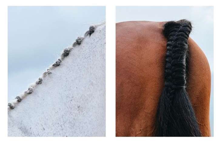 Close-up of white and brown horses with braided manes and tails, showcasing equestrian grooming and care on clear, bright days.