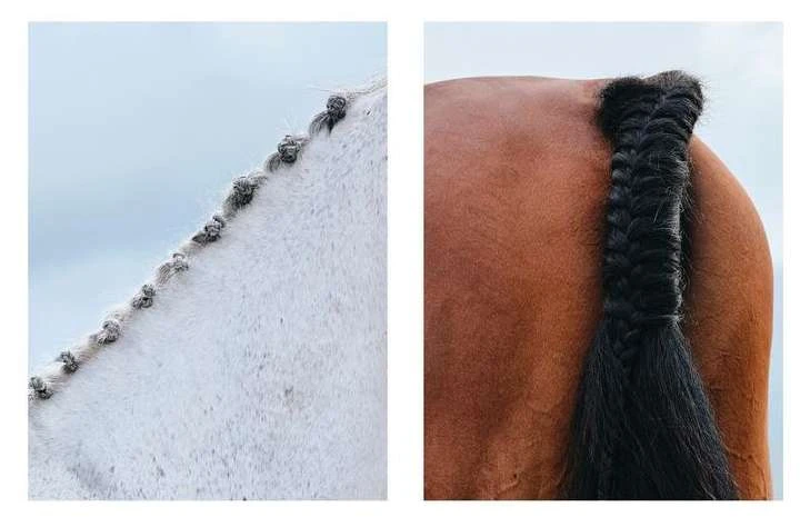 Close-up of white and brown horses with braided manes and tails, showcasing equestrian grooming and care on clear, bright days.