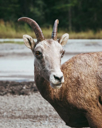 Close up of a majestic bighorn sheep with prominent curved horns in a natural outdoor setting with rocky ground and trees in the background.