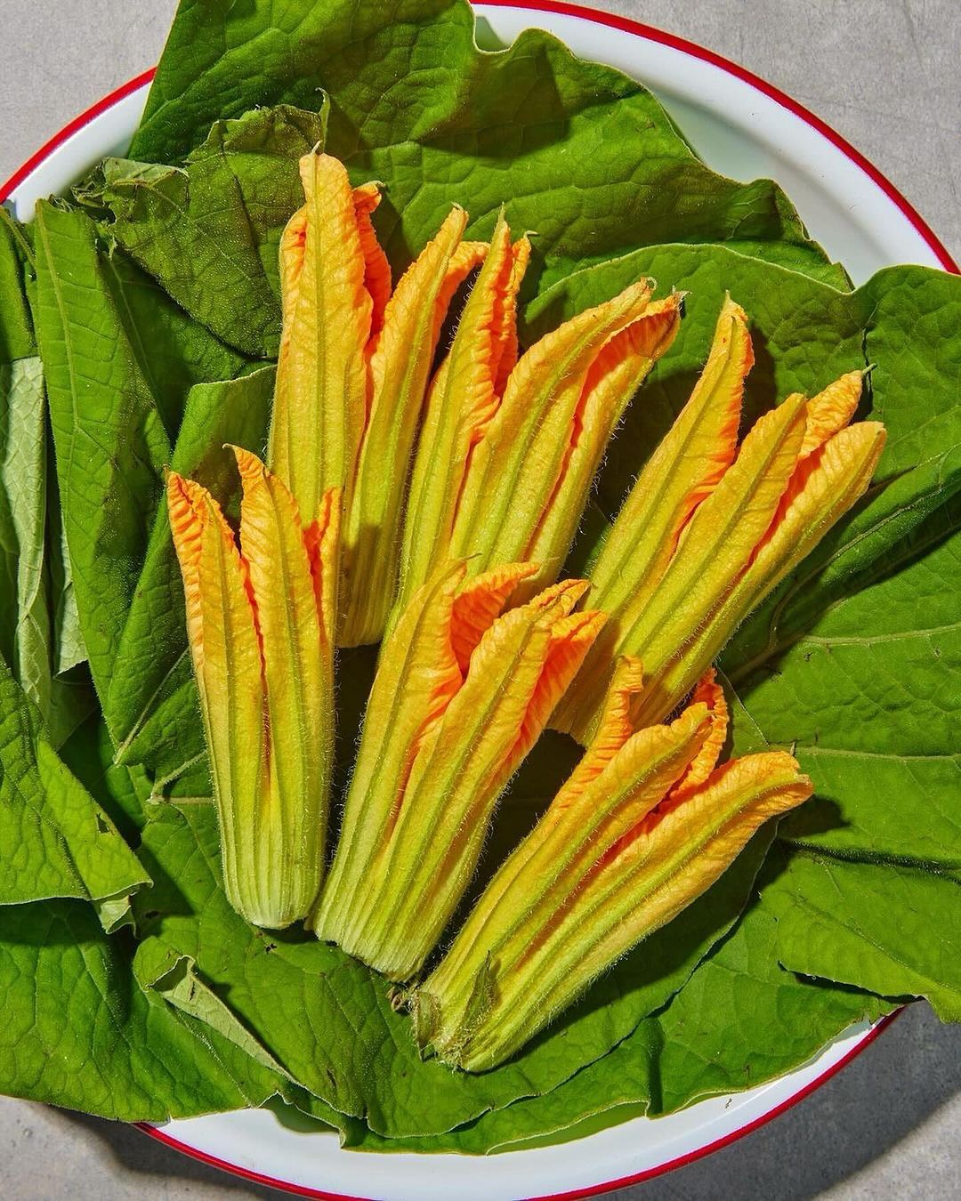 Overhead shot displays bright yellow zucchini flowers on a bed of large, textured green leaves in a white bowl with a red rim.