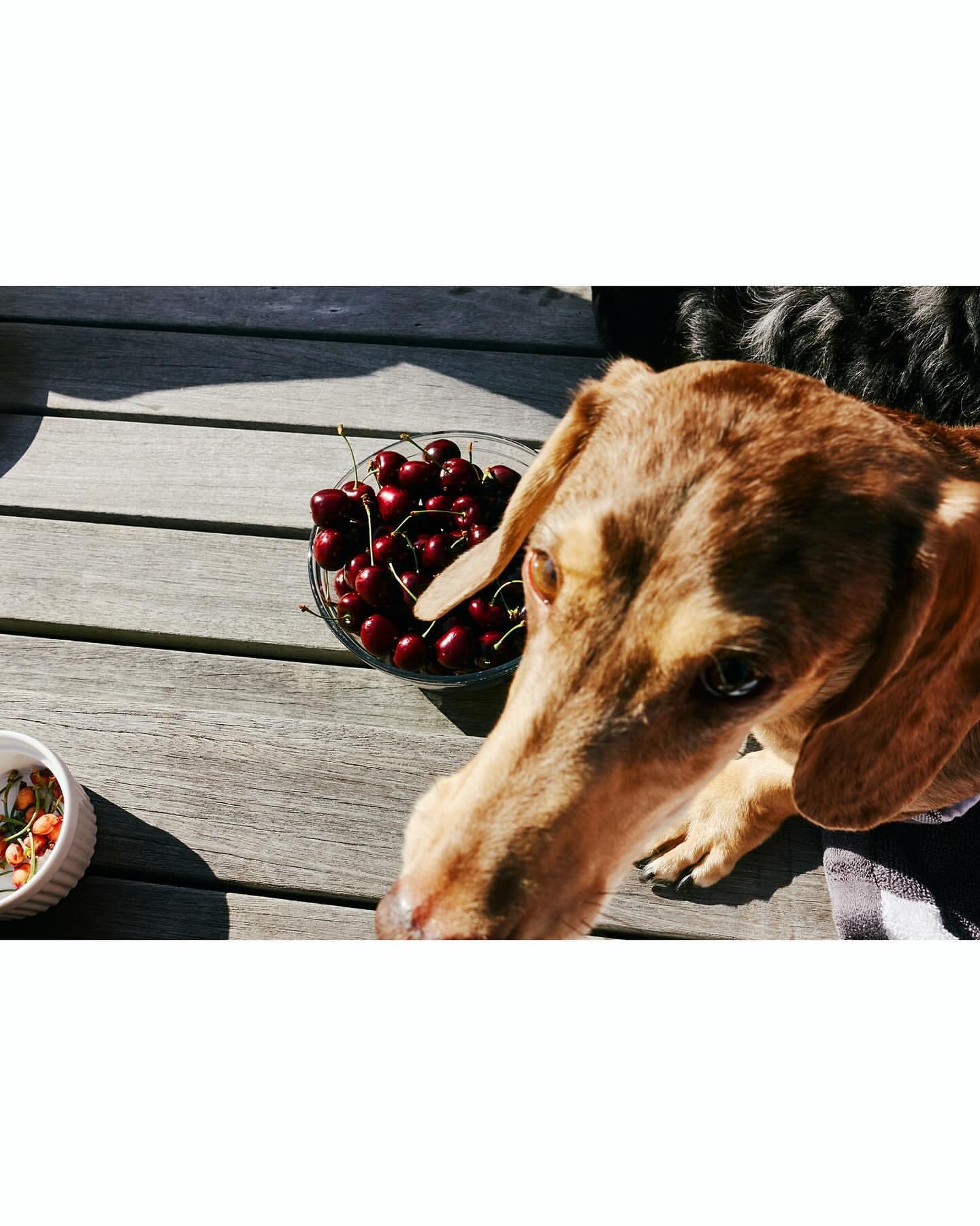 Tan dachshund dog peers at the viewer near a bowl of cherries on a wooden table, bathed in natural light, creating a charming pet scene.