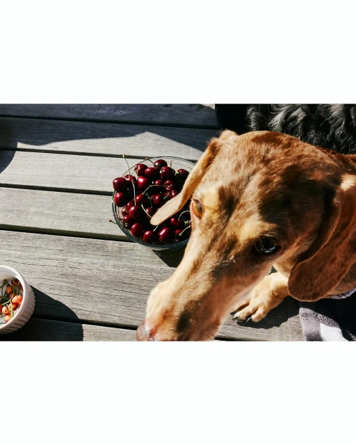 Tan dachshund dog peers at the viewer near a bowl of cherries on a wooden table, bathed in natural light, creating a charming pet scene.