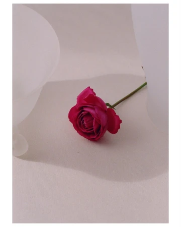 Single vivid pink rose lying flat on a pale surface between blurred translucent objects.