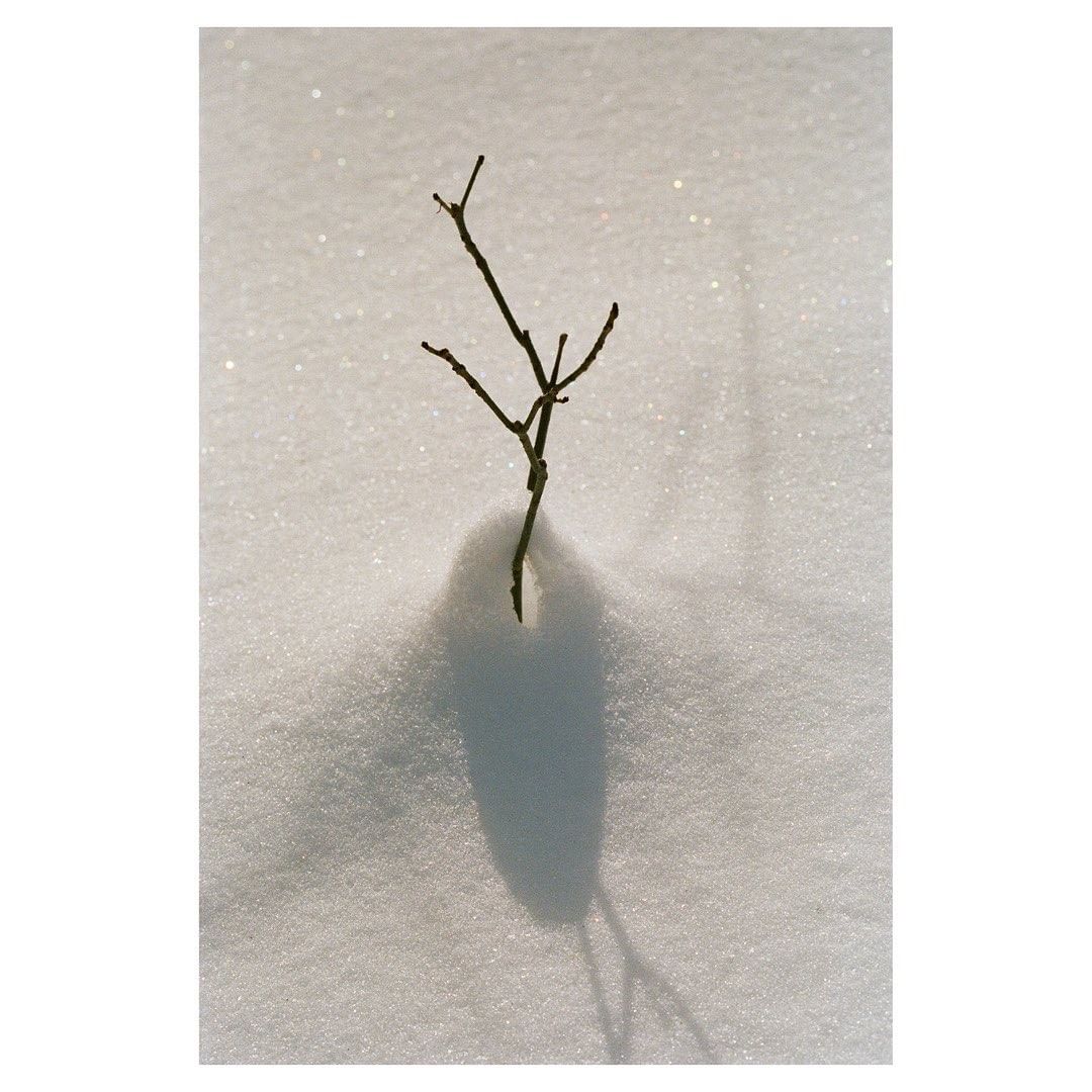 A stark winter scene featuring a leafless branch sticking out of snow, its shadow cast on the white surface in an outdoor setting.