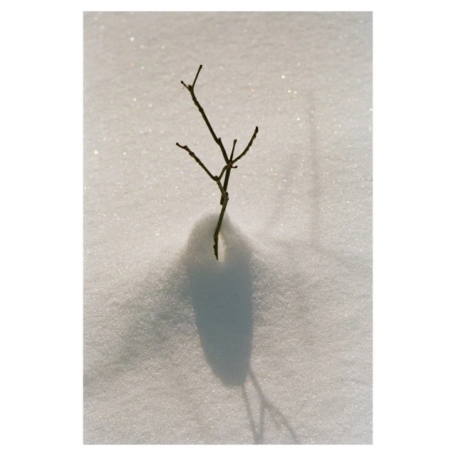A stark winter scene featuring a leafless branch sticking out of snow, its shadow cast on the white surface in an outdoor setting.