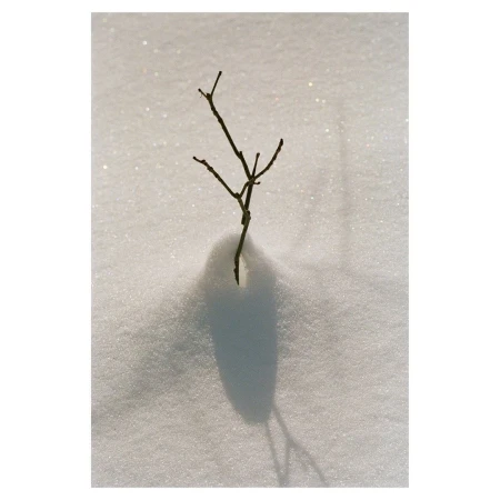 A stark winter scene featuring a leafless branch sticking out of snow, its shadow cast on the white surface in an outdoor setting.