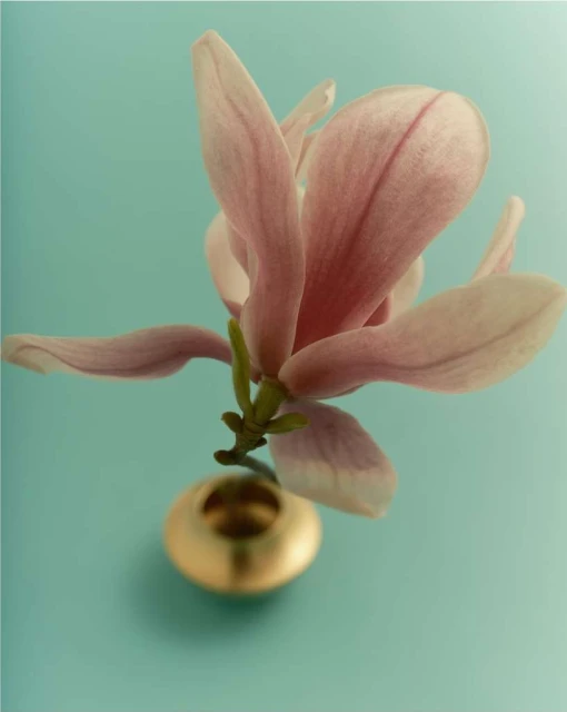 Close-up studio shot of a pink magnolia blossom in a gold bud vase against a light teal background, showcasing floral beauty.