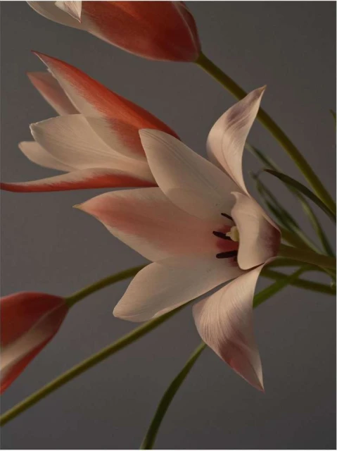 Close-up photography of white and coral-tipped tulip flowers with green stems against a grey background creates a soft, floral aesthetic.