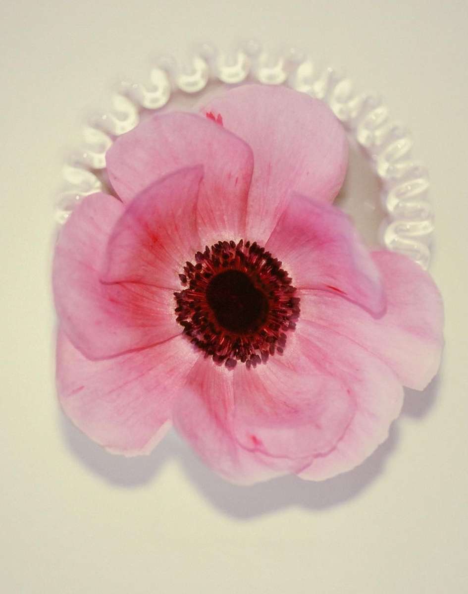 Close-up of a pink anemone flower with a dark center, surrounded by a clear, beaded hair tie on a light surface.