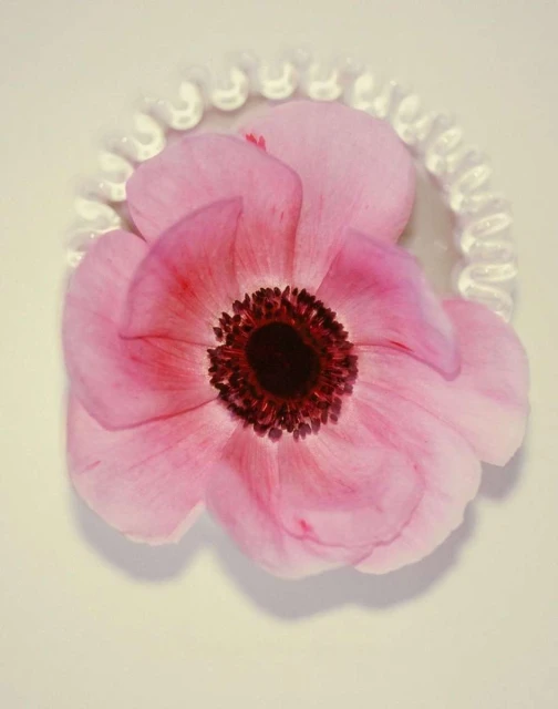 Close-up of a pink anemone flower with a dark center, surrounded by a clear, beaded hair tie on a light surface.