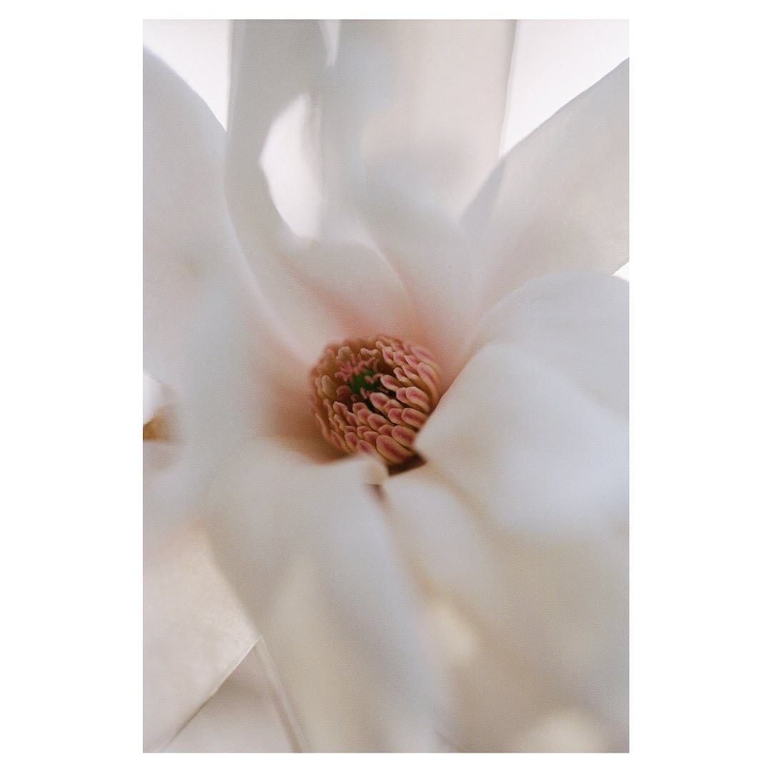 Close-up photo showcases the delicate details of a white magnolia blossom, highlighting its soft petals and prominent central pistil.