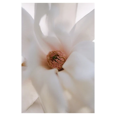 Close-up photo showcases the delicate details of a white magnolia blossom, highlighting its soft petals and prominent central pistil.