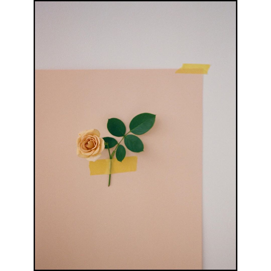 Close-up of a peach-colored rose with green leaves attached to a peach paper with yellow tape on a white wall, indoor.