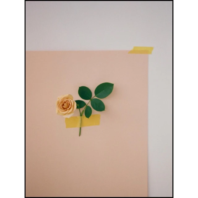 Close-up of a peach-colored rose with green leaves attached to a peach paper with yellow tape on a white wall, indoor.