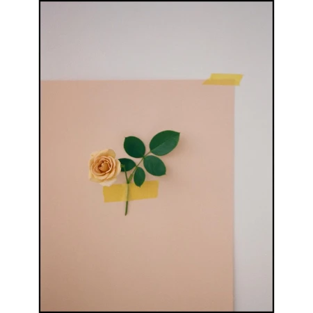 Close-up of a peach-colored rose with green leaves attached to a peach paper with yellow tape on a white wall, indoor.