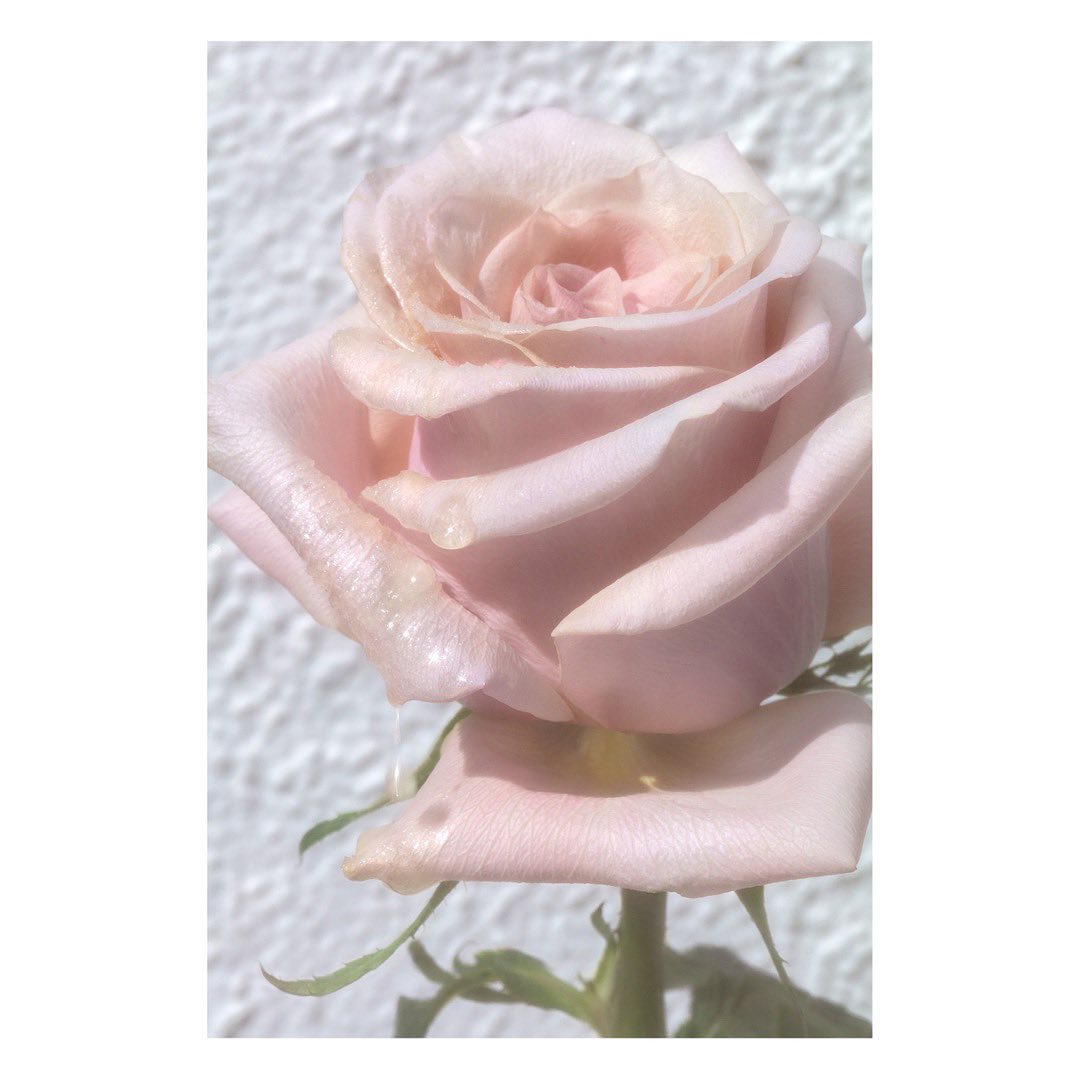Macro photograph of a single, soft-pink rose blossom with delicate petals against a textured, light-grey background on a bright day.