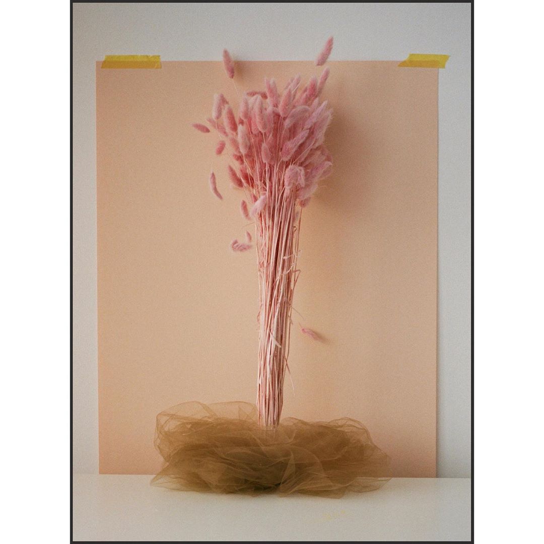 Still life of pink bunny tail grass against a peach background, with beige tulle draped around the base, creating a minimalist aesthetic.