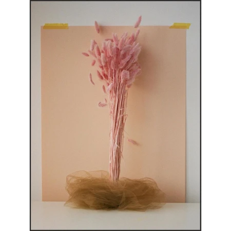 Still life of pink bunny tail grass against a peach background, with beige tulle draped around the base, creating a minimalist aesthetic.