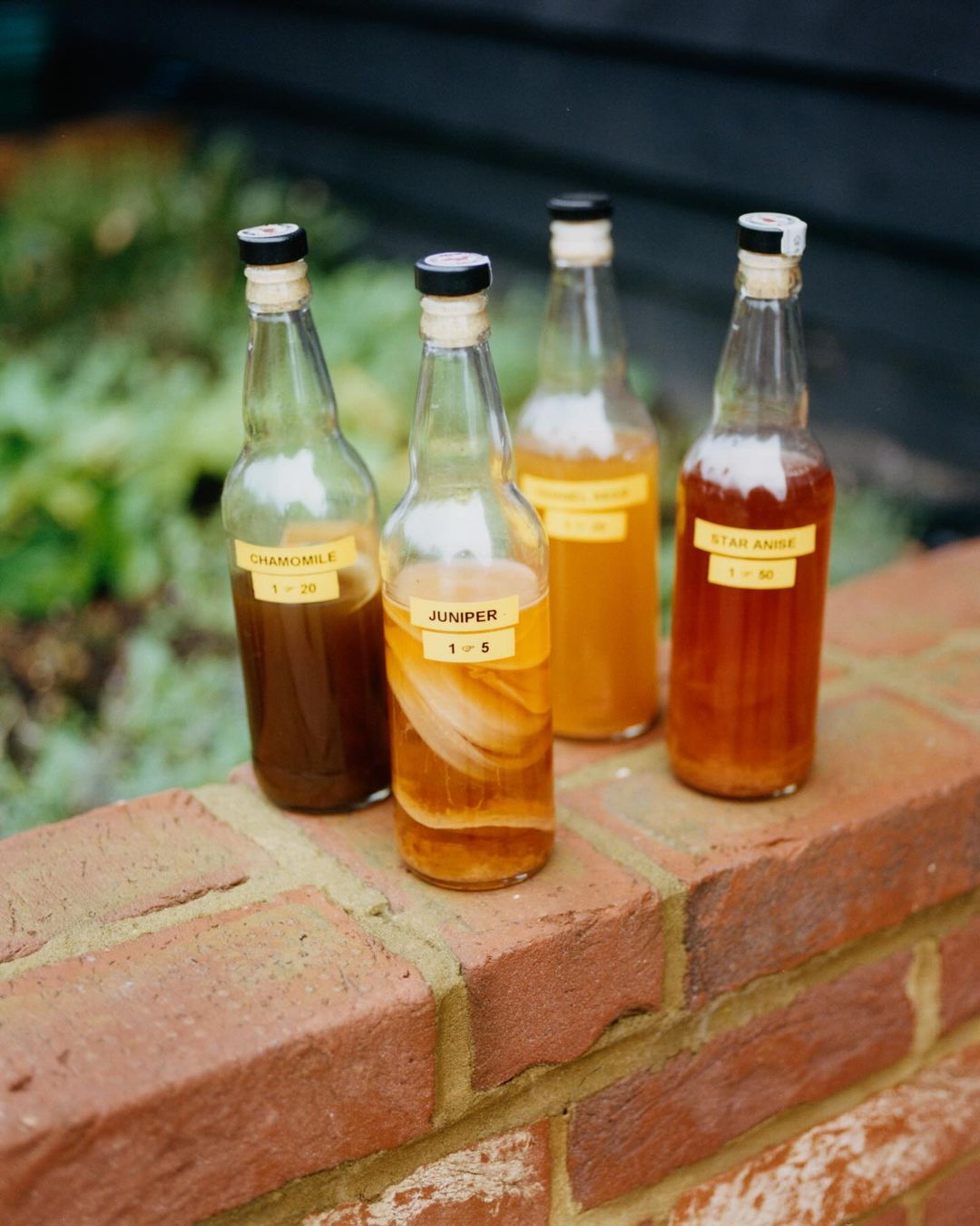 Four glass bottles with liquids inside sitting on a red brick wall in a garden setting, labels are visible on the bottles.