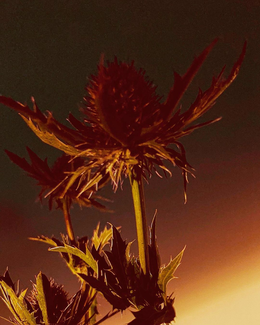 Close-up photo of a spiky, thistle-like purple flower with green leaves, set against a dark background with an orange glow.