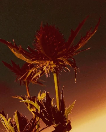 Close-up photo of a spiky, thistle-like purple flower with green leaves, set against a dark background with an orange glow.