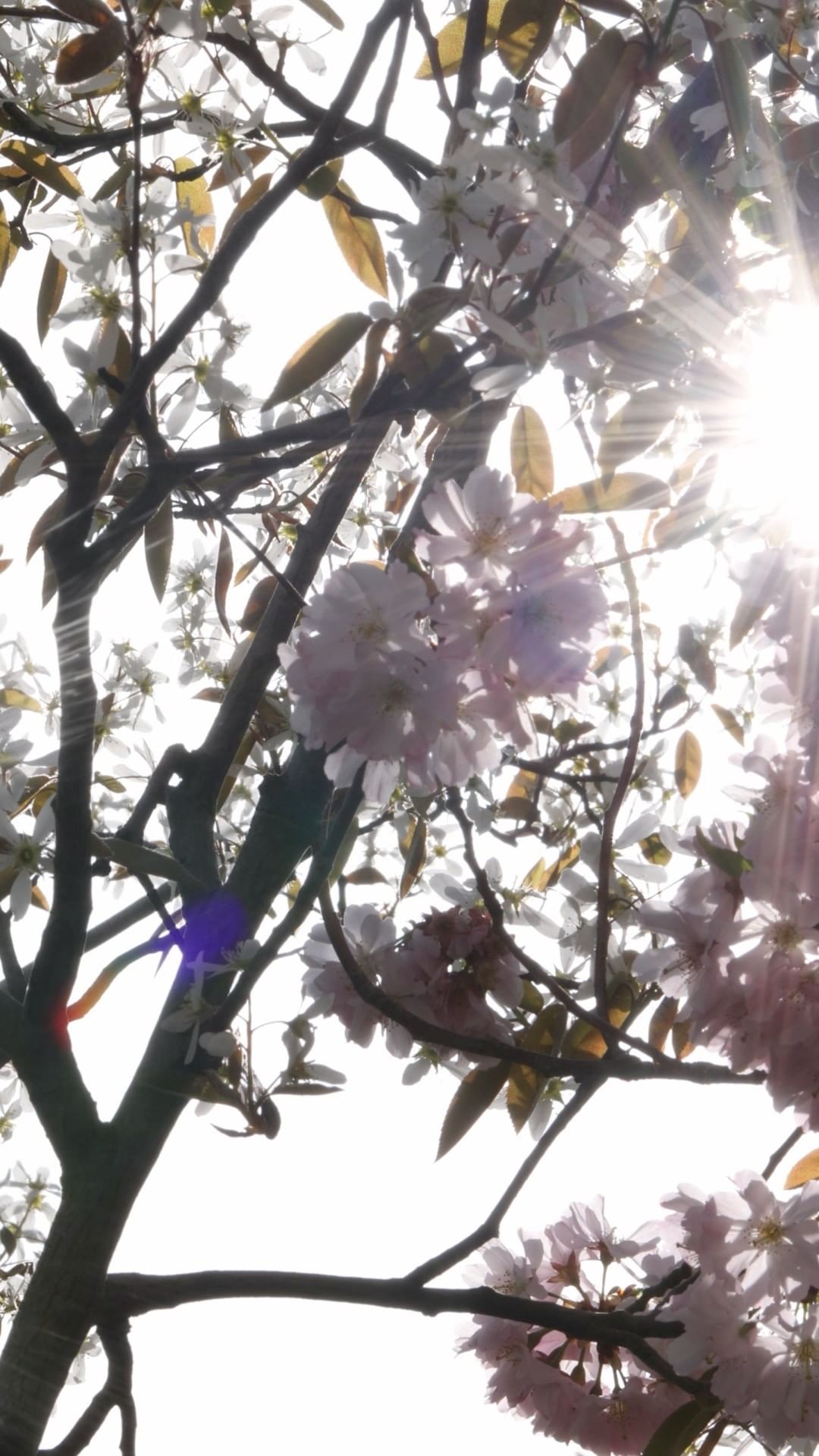 Sunlight streams through the branches of a blooming tree, highlighting delicate white and pink flowers in a vibrant spring scene.