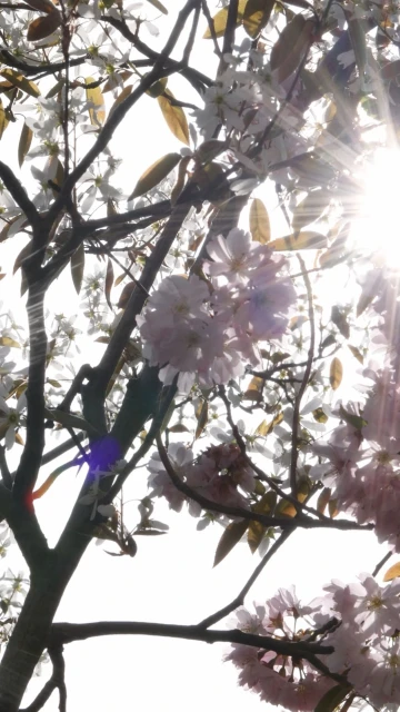 Sunlight streams through the branches of a blooming tree, highlighting delicate white and pink flowers in a vibrant spring scene.