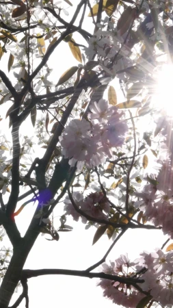 Sunlight streams through the branches of a blooming tree, highlighting delicate white and pink flowers in a vibrant spring scene.