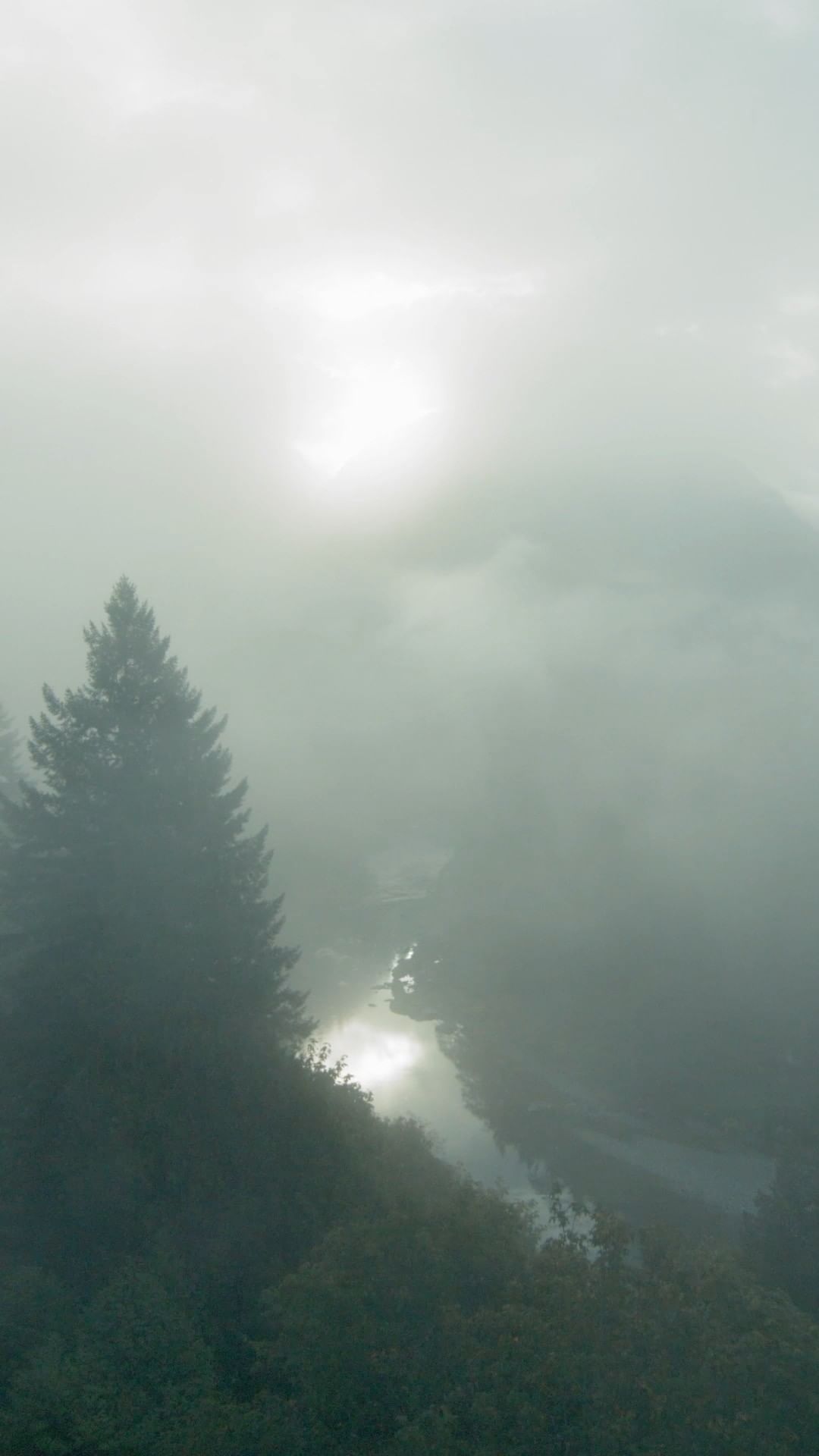 Misty river landscape featuring an evergreen tree and fog-covered trees on riverbanks under a hazy sky with soft light.