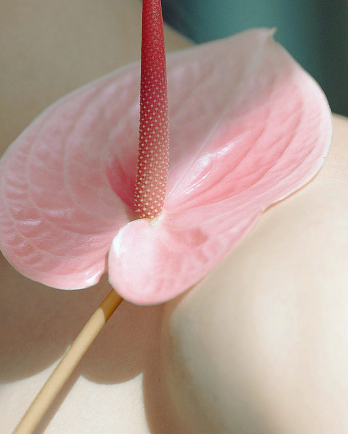 Macro shot of a pink Anthurium flower showcasing its spadix and bract, with a blurred background highlighting its delicate texture and color.