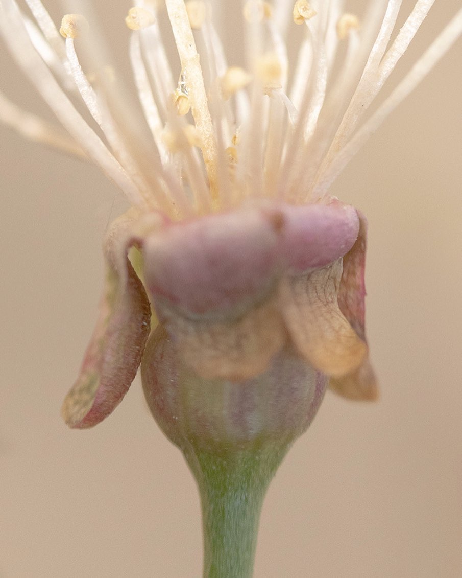 Close-up photograph of a blooming plant with a green stem, pinkish-purple bulb, and off-white stamens against a soft beige backdrop.