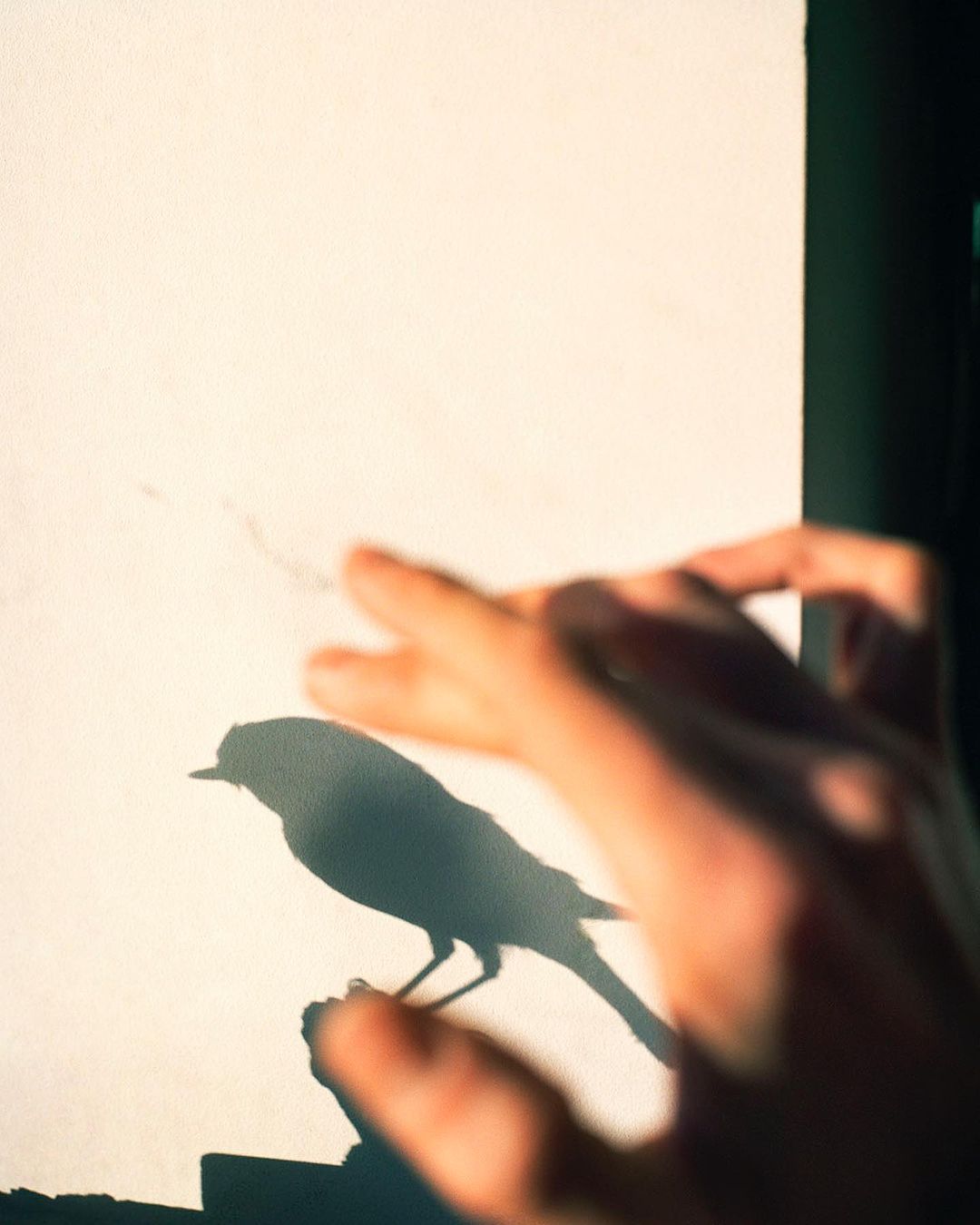 Shadow of a bird projected on white paper, with a blurry hand adding to the illusion of the bird on a branch in soft, natural light.