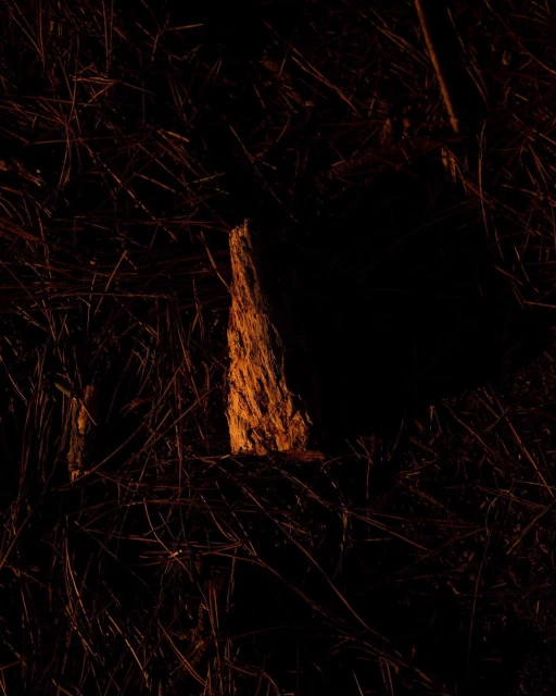 Abstract nature photography of an illuminated tree stump on a bed of pine needles, creating a warm, textured visual in the dark.