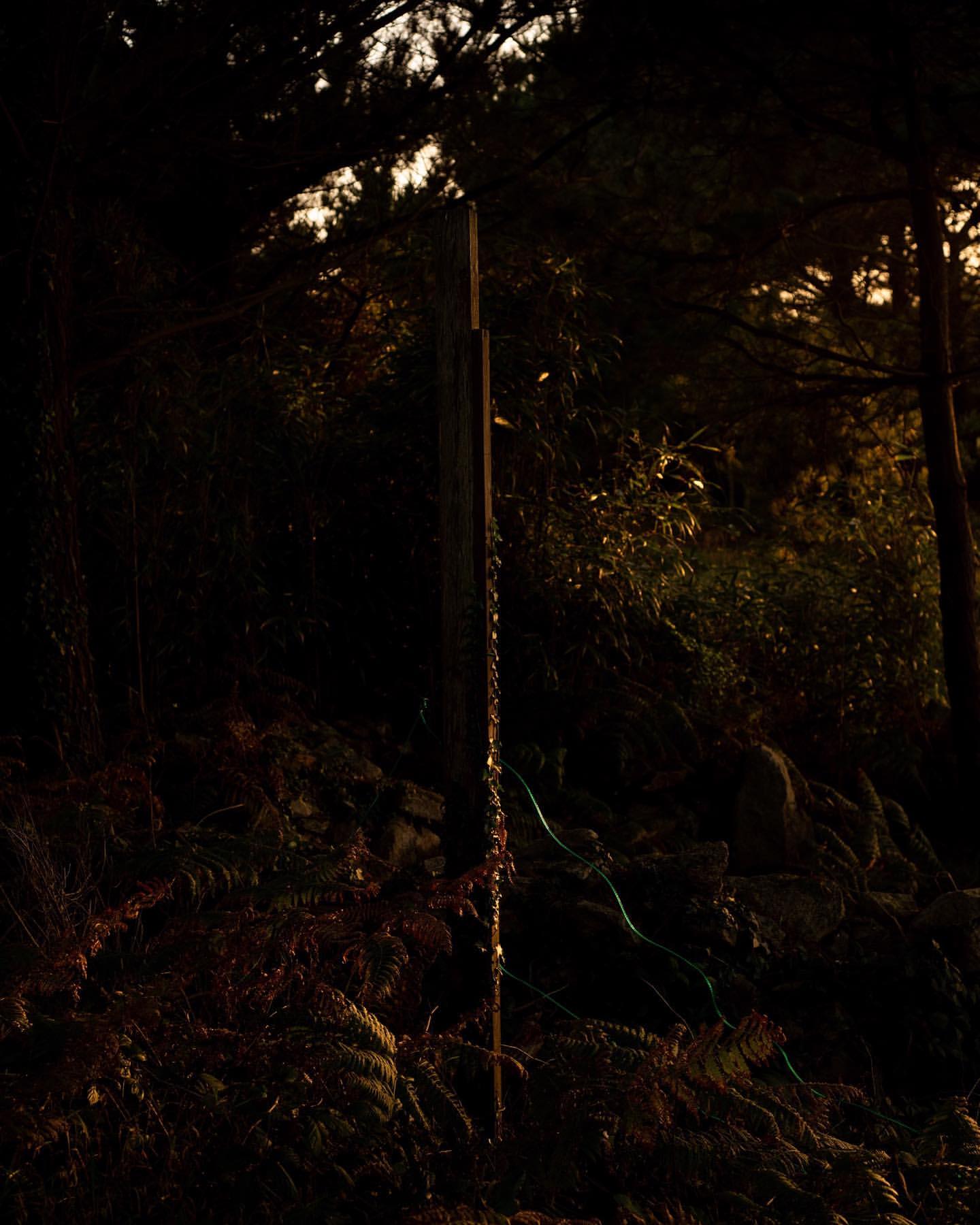 A weathered wooden post with a metal chain, standing amidst ferns and trees in an outdoor wooded setting under dim, natural light.