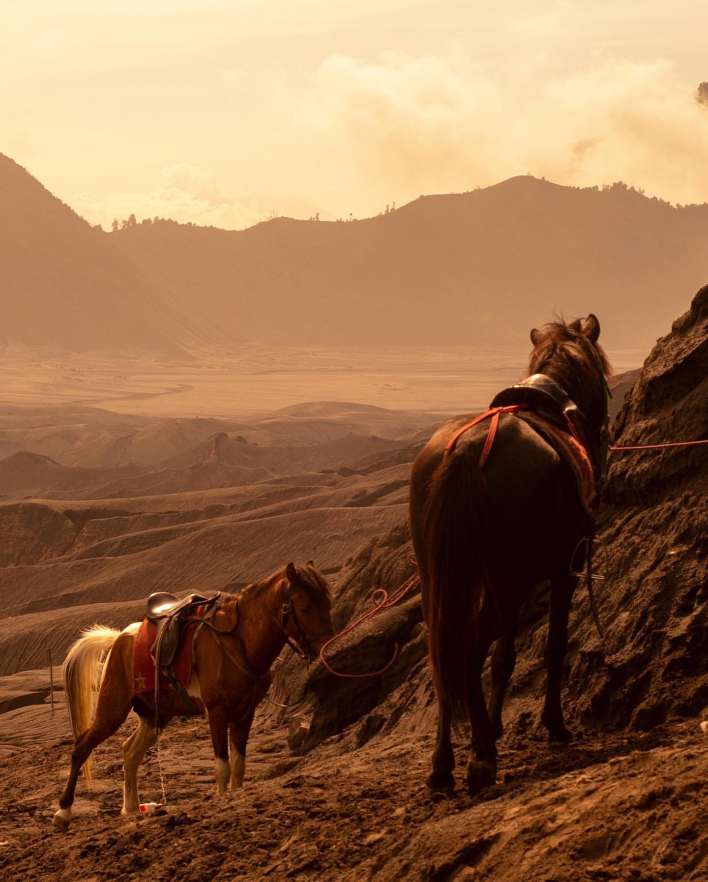 Two horses stand on a hillside with a vast landscape and mountains in the background in an orange-hued, hazy, outdoor scene.