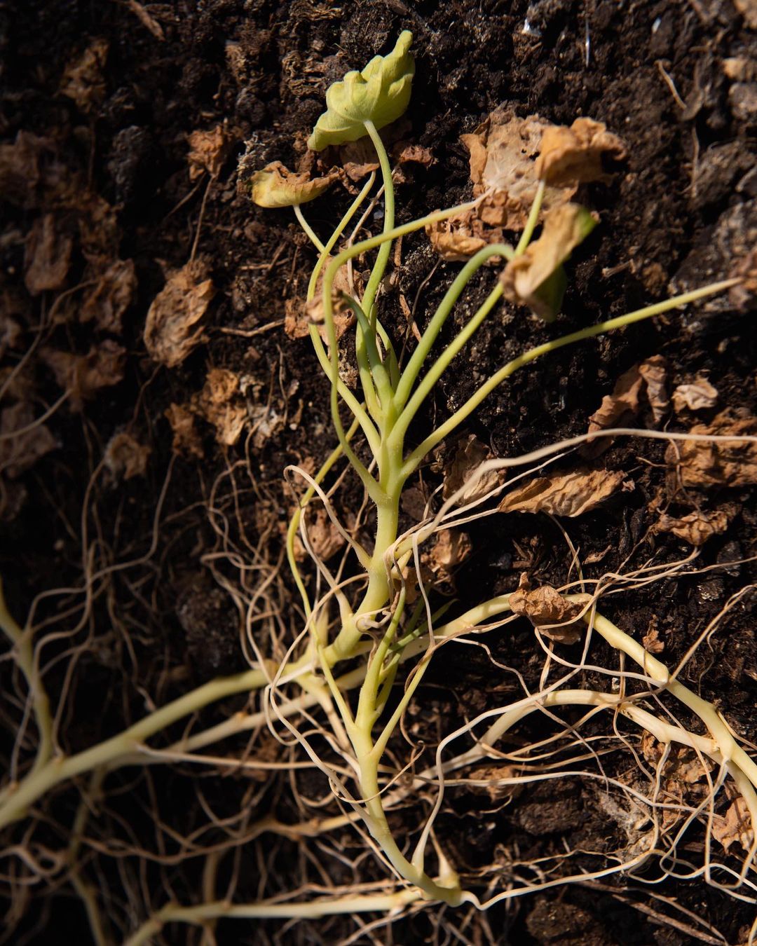 Close-up showcases a small green plant in dark soil with exposed roots, conveying fragility and new life in a natural setting.