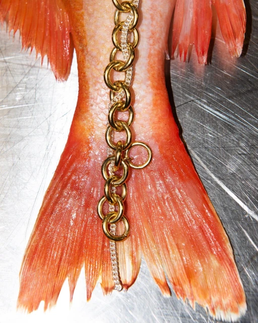Close-up of fish tail with orange hues, adorned with a gold chain necklace and a delicate chain detail, set on a metallic surface.