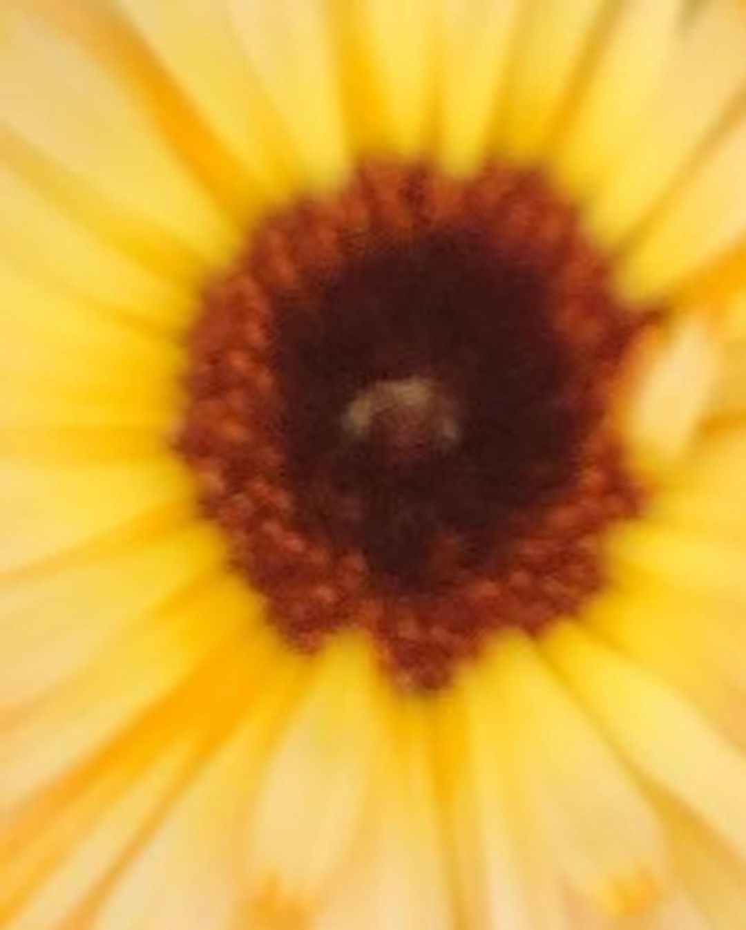 Close-up photo of a vibrant yellow flower featuring a dark brown center with textured petals, emphasizing its organic pattern.