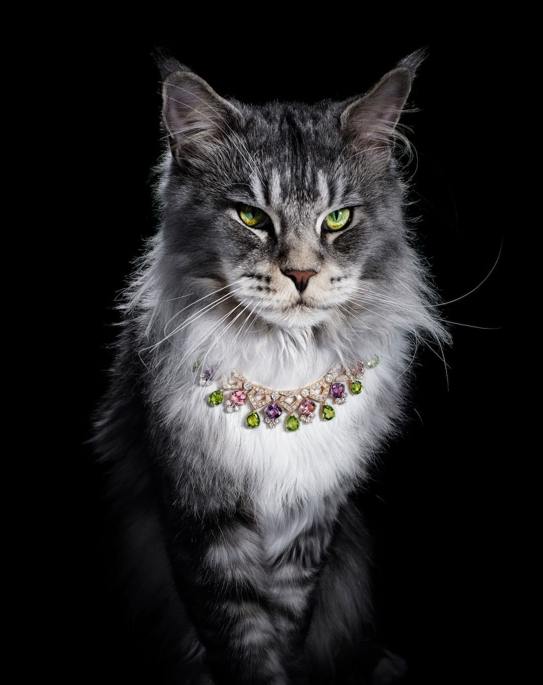 Elegant Maine Coon cat portrait with a jeweled collar against a dark backdrop in a studio setting; striking green eyes.