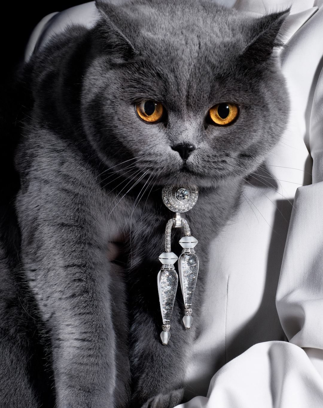 Gray cat with amber eyes poses with a bejeweled perfume bottle pendant necklace against a white jacket and dark background in a studio shot.