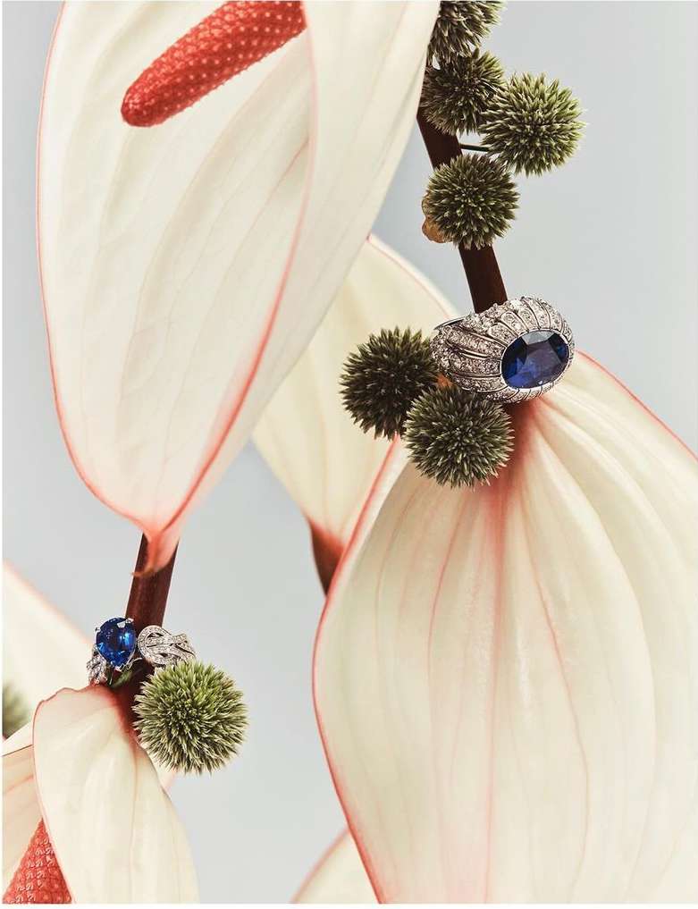 Two elegant sapphire rings are displayed on the petals of white Anthurium flowers with dark green spiky foliage, creating a beautiful contrast.