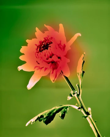 Close-up photo of a vibrant orange chrysanthemum flower on a thin stem with leaves set against a gradient green background.