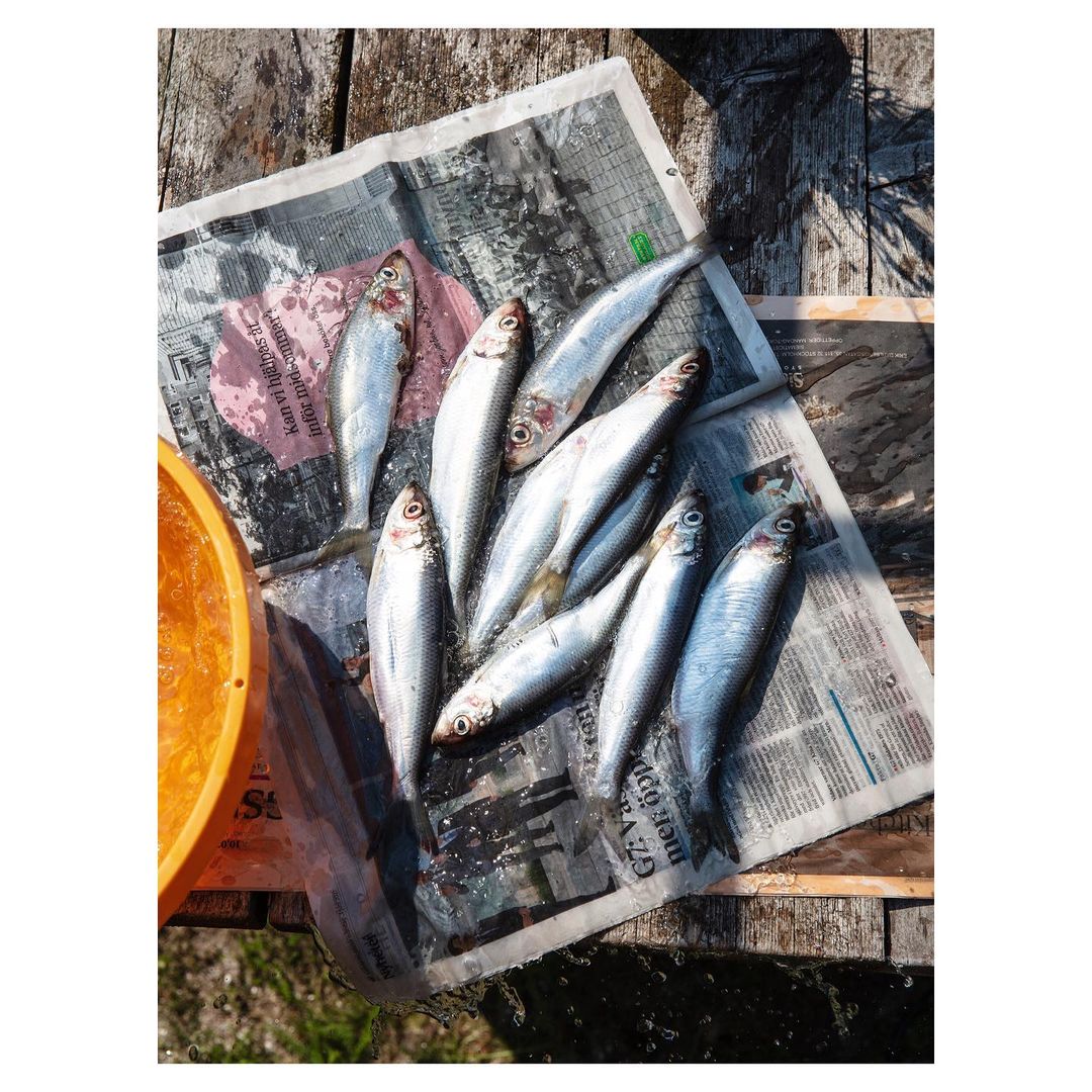 Freshly caught raw fish on a newspaper resting on a weathered wooden surface, illuminated by natural daylight, showcasing a simple, rustic scene.