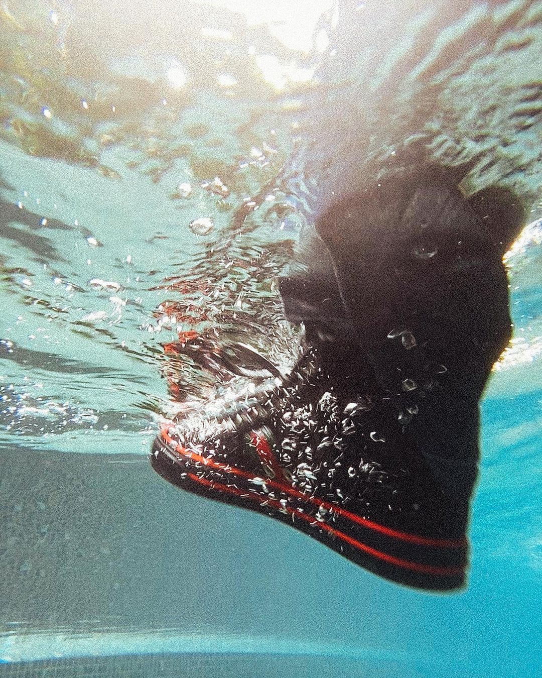 Underwater view of a black sneaker with red stripes, partially submerged in a swimming pool, with bubbles surrounding it.