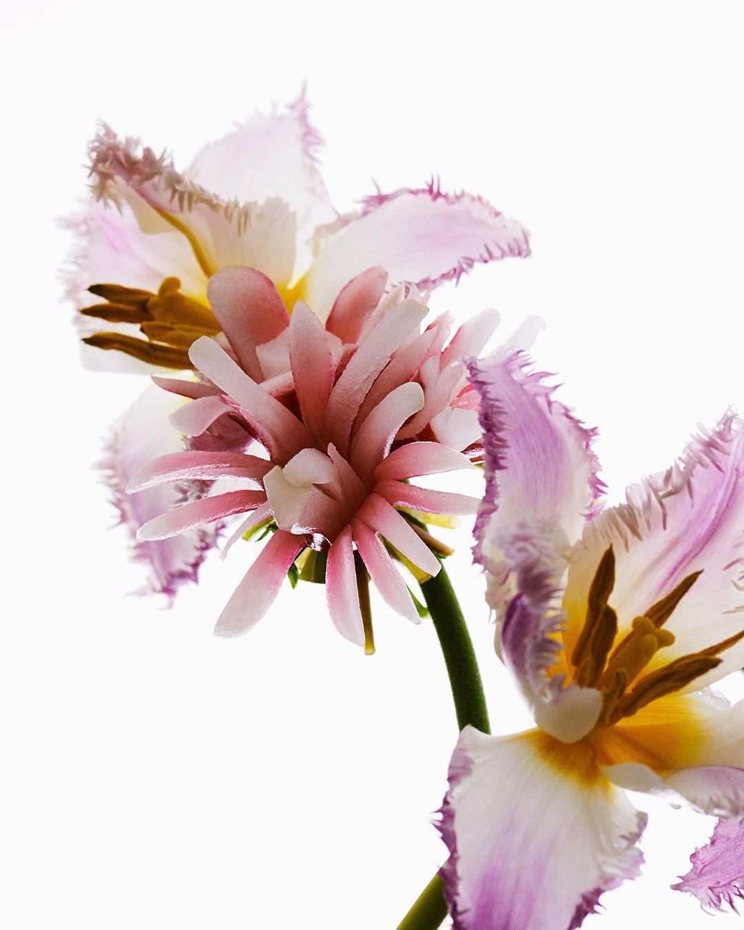 Close-up of vibrant, fringed tulip flowers in shades of pink and white against a bright white backdrop, showcasing intricate floral details.