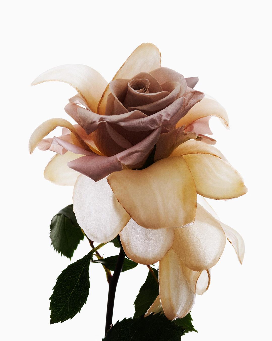 Close-up studio shot of a single rose with lavender and beige petals against a clean white background. Green leaves visible.