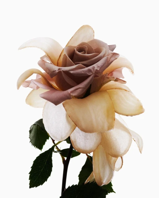 Close-up studio shot of a single rose with lavender and beige petals against a clean white background. Green leaves visible.